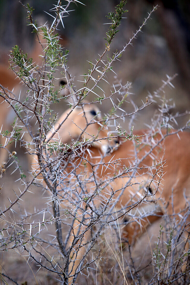 Thorny bush against impala looking behind, South Africa
