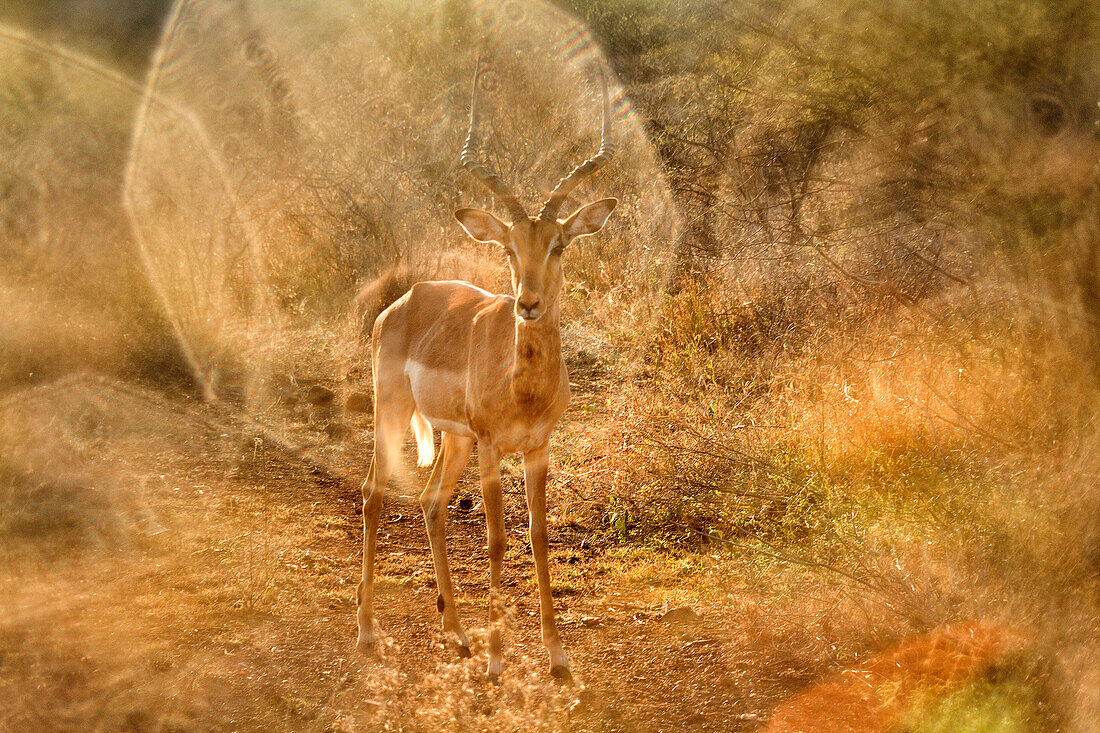Portrait of impala standing beside bushes in Kruger National Park, South Africa