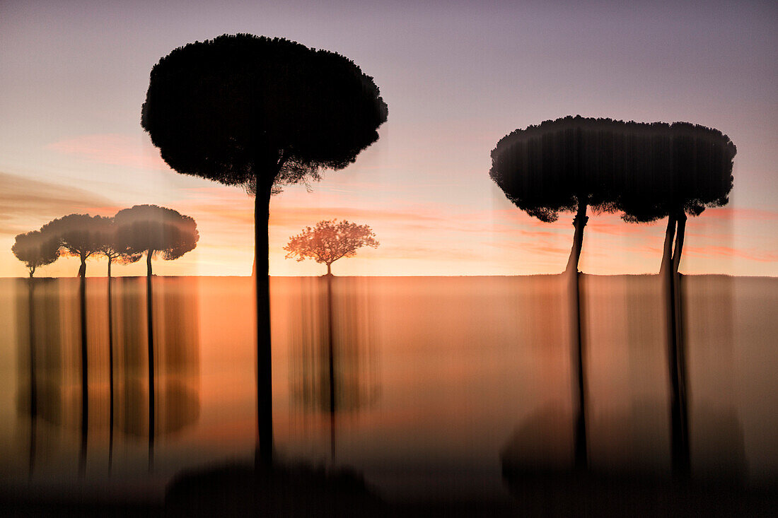 Silhouettes of Villafafila Natural Park trees at moody dawn, Zamora, Spain