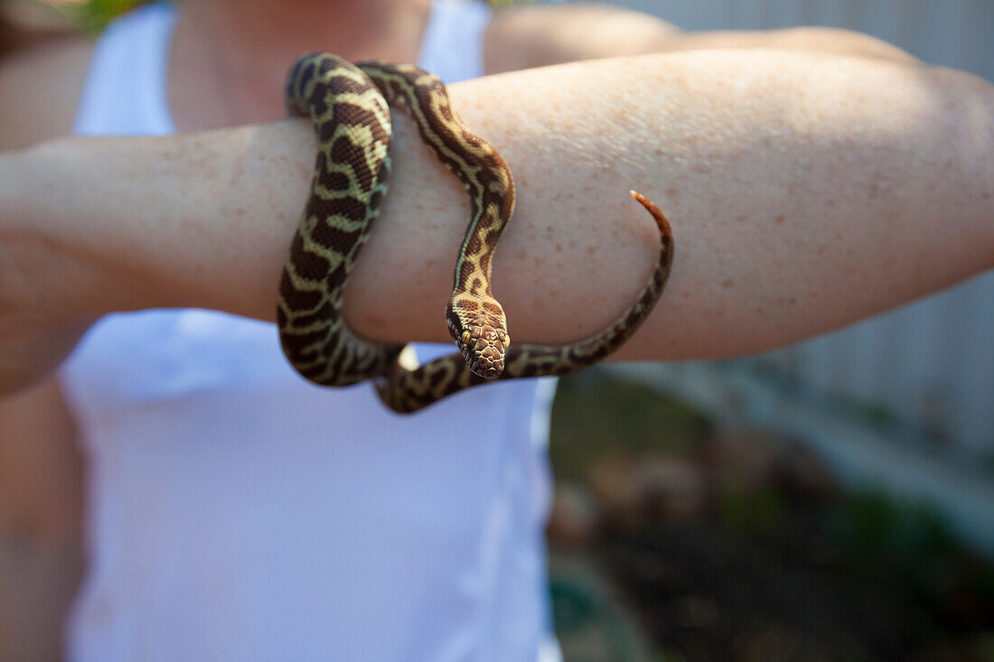 Close up of pet Stimson's python (Antaresia stimsoni) snake on arm of woman, Perth, Western Australia, Australia