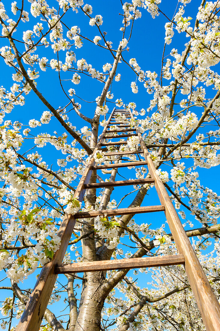 A ladder on a blossoming cherry tree in the Eggenertal Valley in early spring. Schliengen, Baden-Wurttemberg, Germany