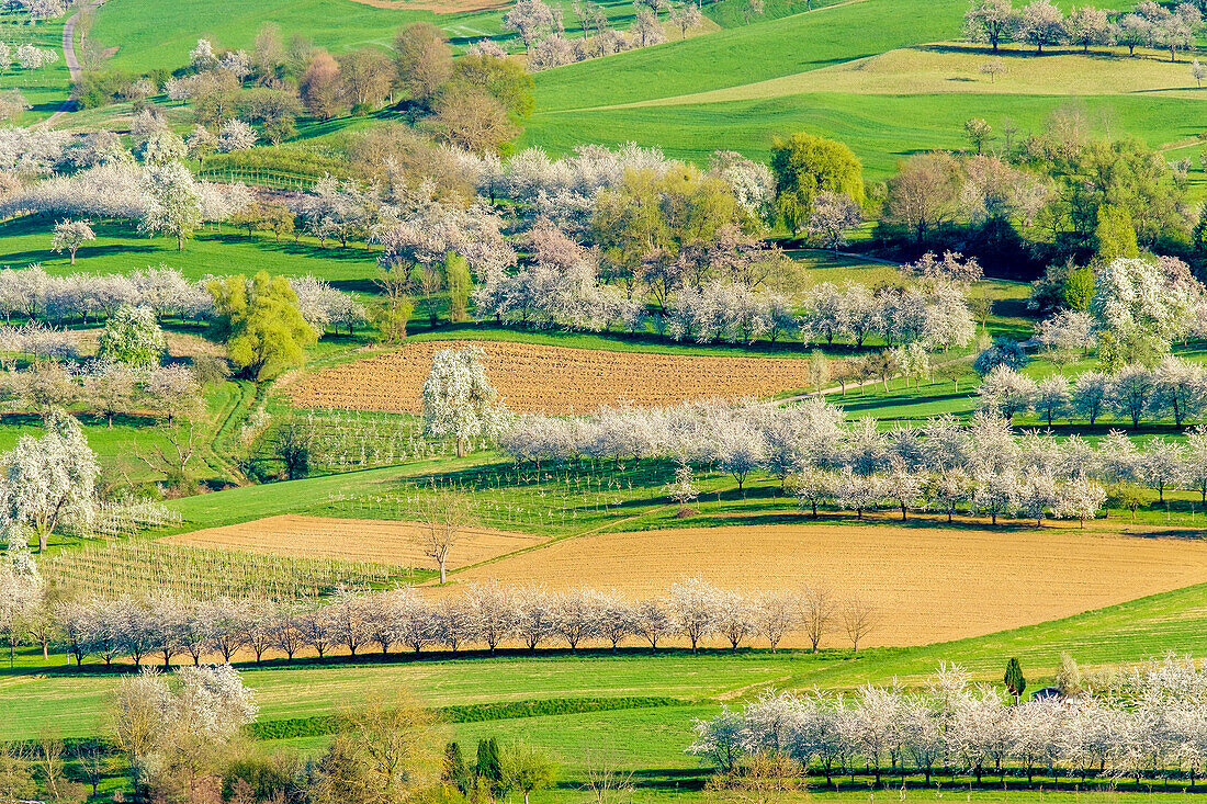 Idyllic scenery with fields and blossoming trees in Eggenertal valley near the village of Niedereggenen in early spring, Schliengen, Baden-Wurttemberg, Germany