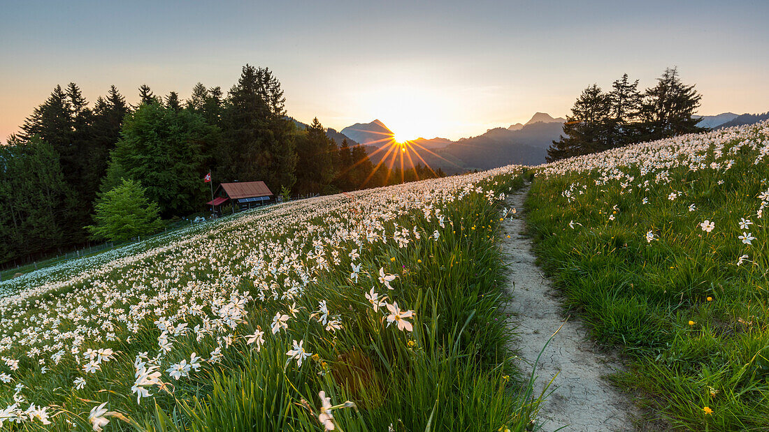 Landscape of field of wild narcissus (Narcissus poeticus) in Swiss Alps, Saint-Legier-La Chiesaz, Vaud, Switzerland