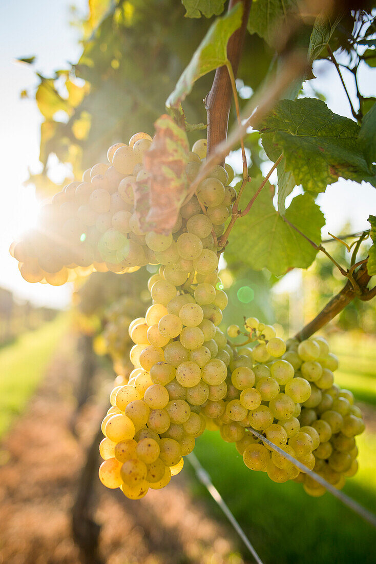 Coastally grown grapes for winemaking as part of a southern New England Vineyard, with lens flare
