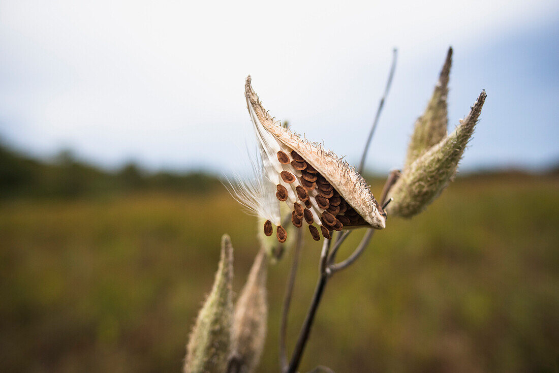 A pod of milkweed ready to spread seeds on a moody overcast day in fall in coastal New England