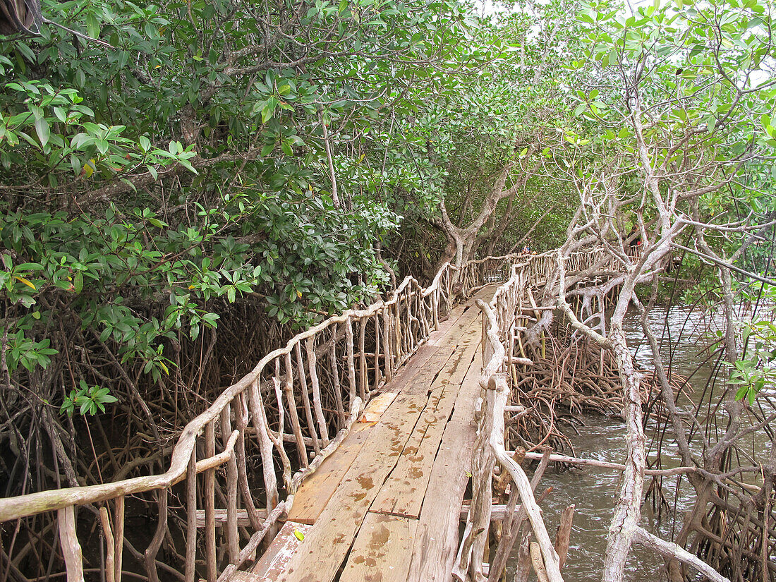 Wooden footbridge in forest, Philippines