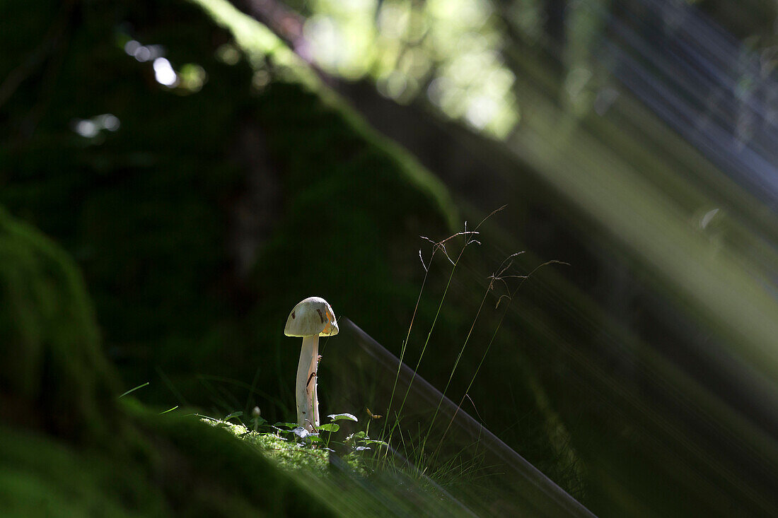 Single mushroom growing in Gorbea Natural Park, Bilbao, Bizkaia, Spain