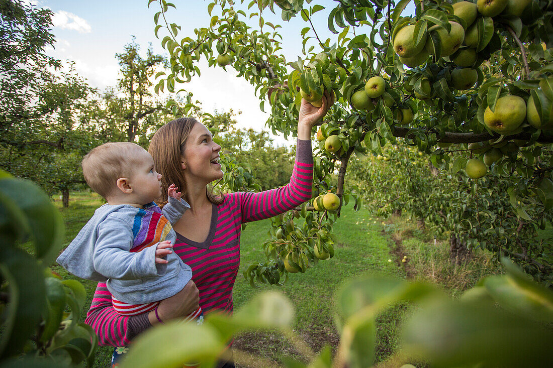 Mother and baby picking pears in orchard, Parkdale, Oregon, USA