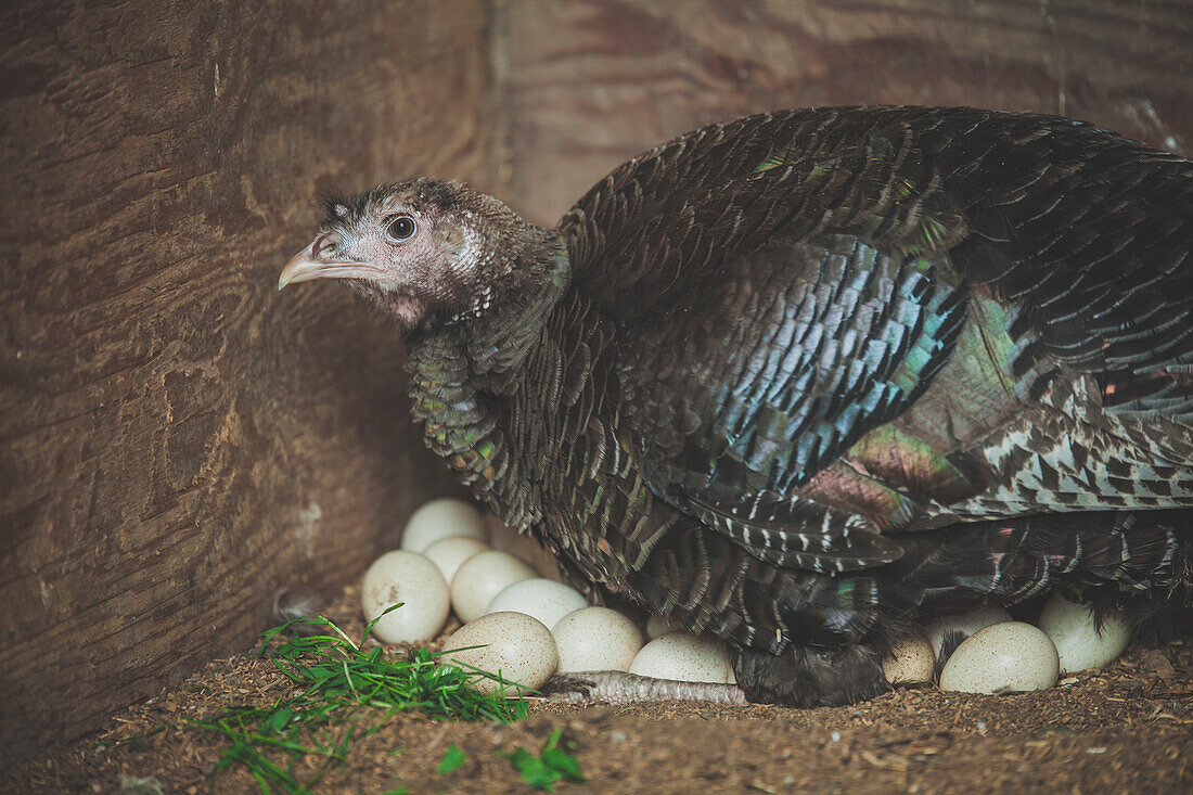 Female turkey sitting on eggs, Chilliwack, British Columbia, Canada