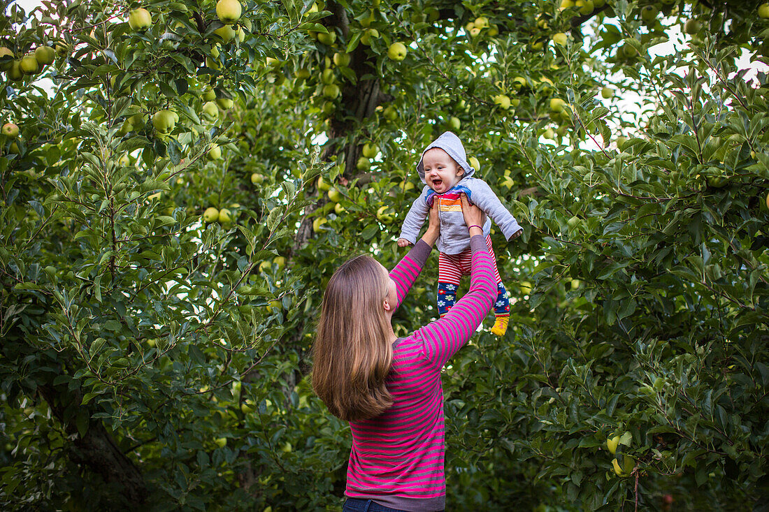 Mother holding laughing baby aloft in apple orchard, Parkdale, Oregon, USA