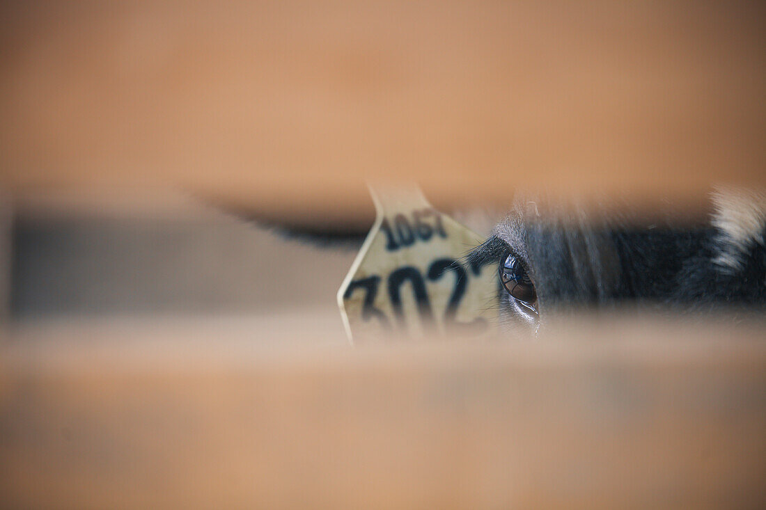 Close up of cow eye at dairy farm, Chilliwack, British Columbia, Canada