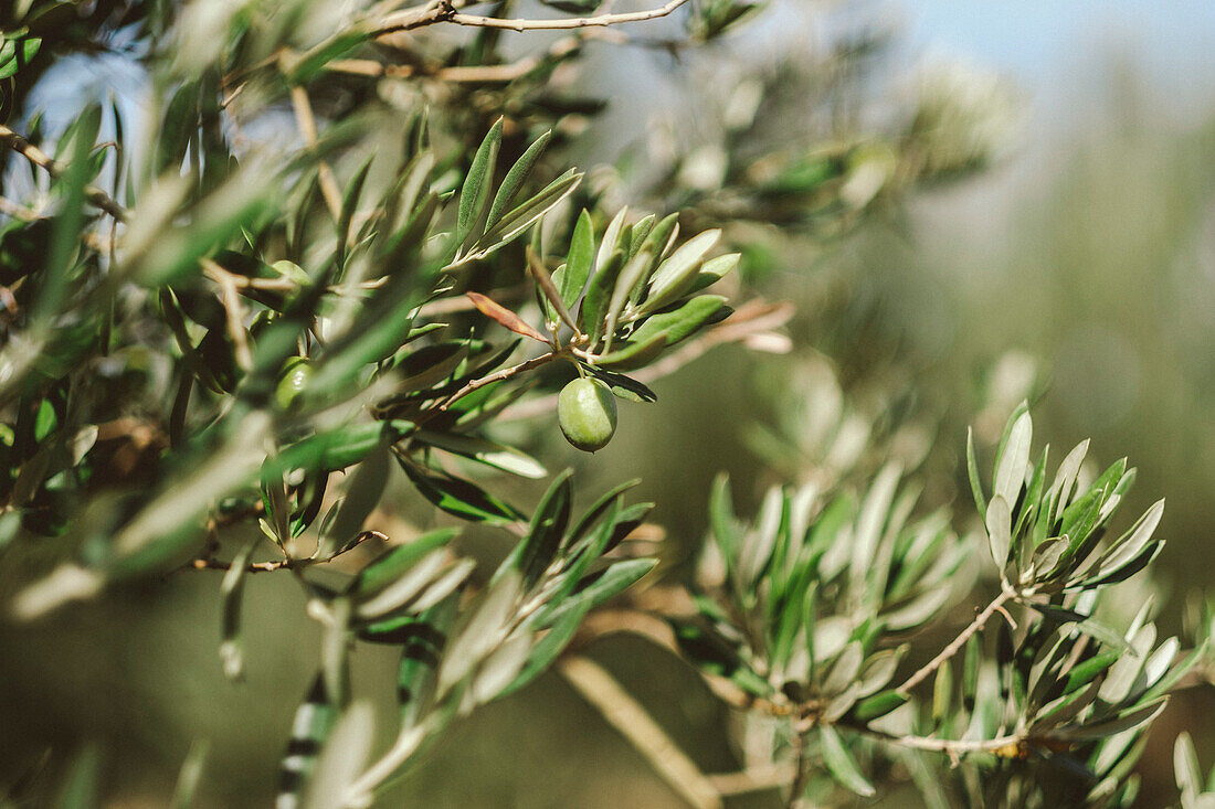 Close up of olive tree with young olive, Pamplona, Navarre, Spain
