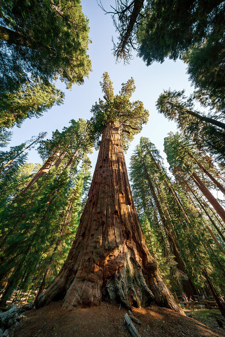 General Sherman Tree, the largest tree in the world, Sequoia National Park, Visalia, Sierra Nevada, California, USA