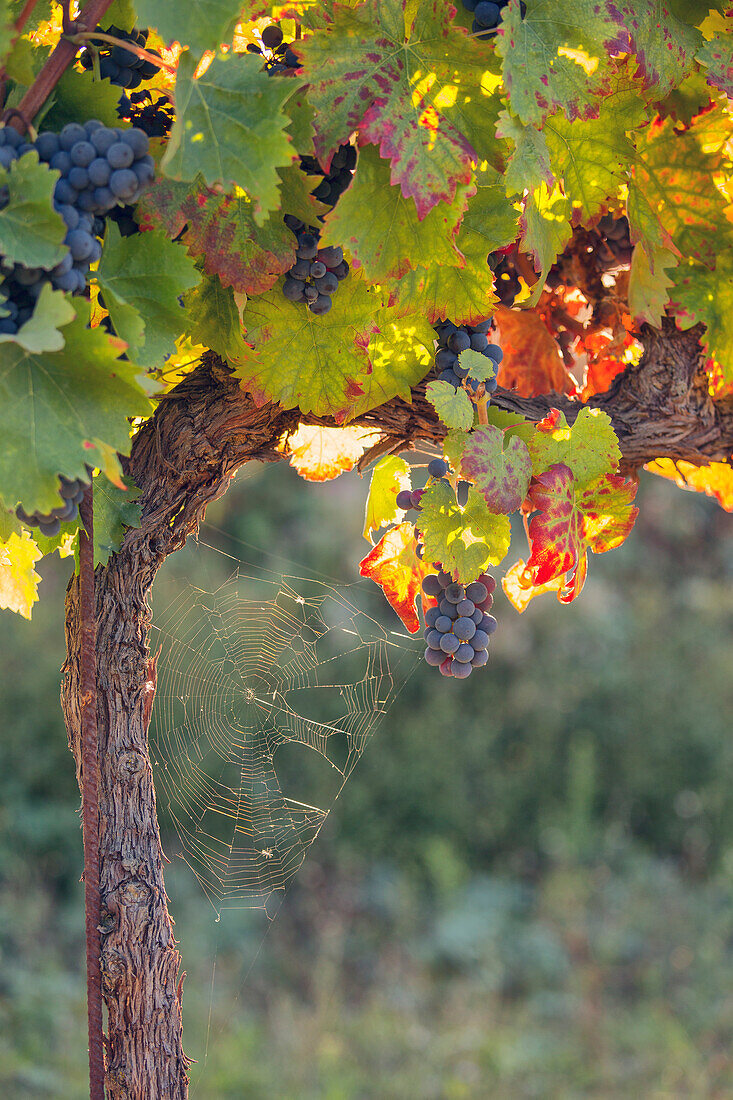 Europe,Italy,Umbria,Perugia district,Montefalco. Grape vine in autumn