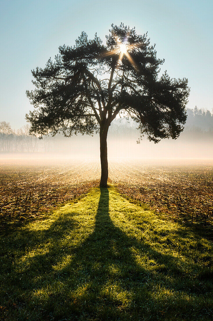 Shadow of a lonely tree at sunrise, Colverde, Como province, Lombardy, Italy, Europe