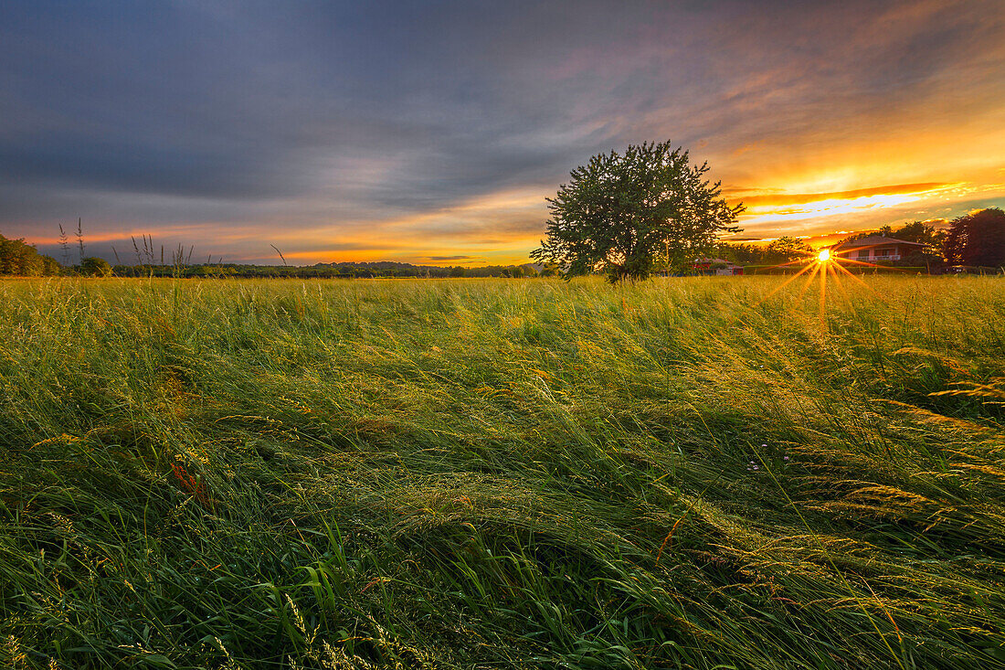 Lonely tree in a field at sunset, Como province, Lombardy, Italy, Europe