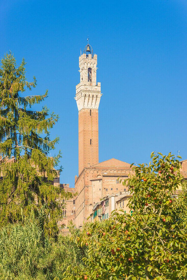 Siena, Tuscany, Italy, Europe. Del Mangia's Tower