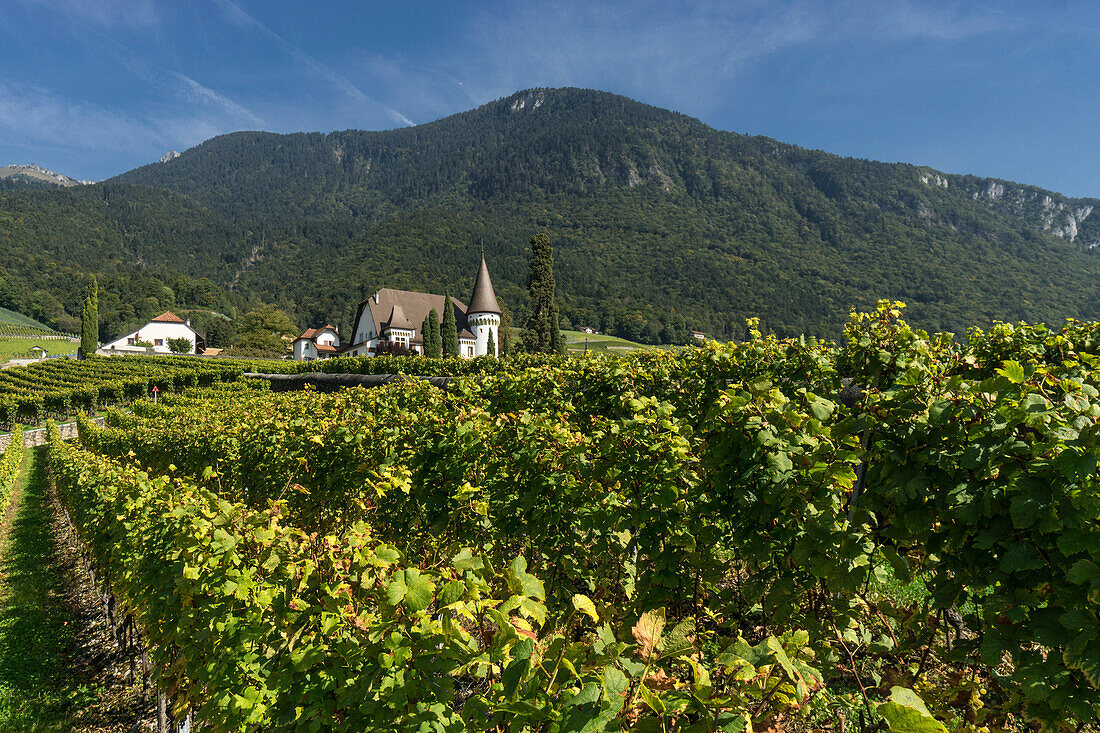 Chateau Maison Blanche, Vineyards , Yvorne,  Lavaux region, Lake Geneva, Swiss Alps,  Switzerland