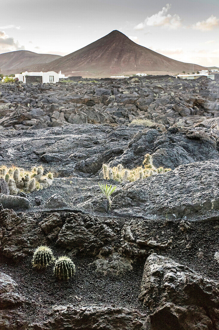 Lava fields  Manrique museum, Lanzarote , Canary Islands, Spain