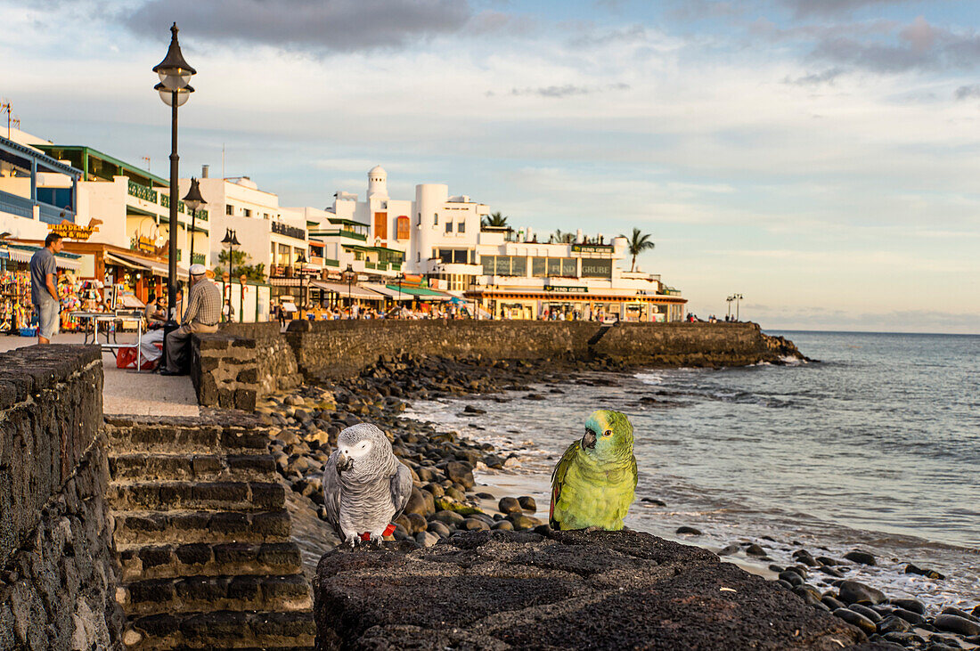 Playa Blanca, Promenade, parrots, Lanzarote, Canary Islands, Spain