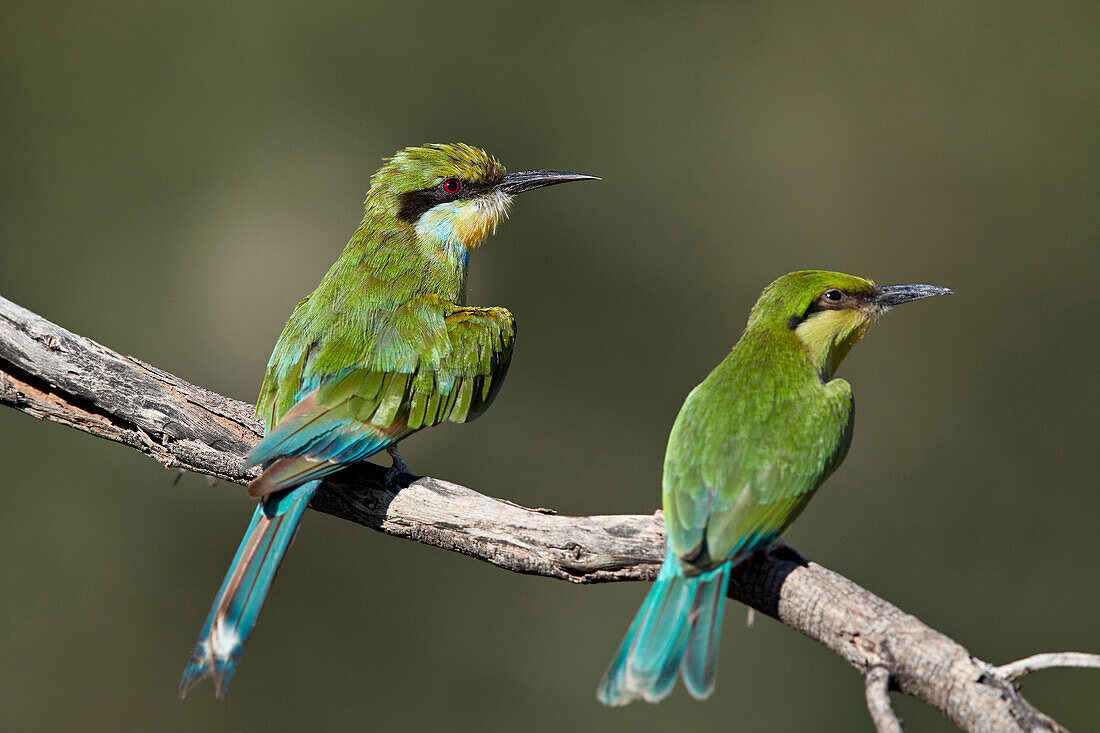 Swallow-tailed bee-eater (Merops hirundineus) adult and juvenile, Kgalagadi Transfrontier Park, South Africa, Africa