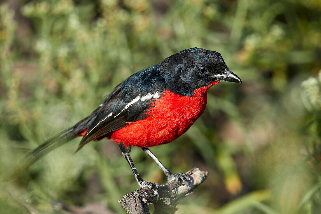 Crimson-breasted boubou (crimson-breasted shrike) (Laniarius atrococcieneus), Kgalagadi Transfrontier Park, South Africa, Africa