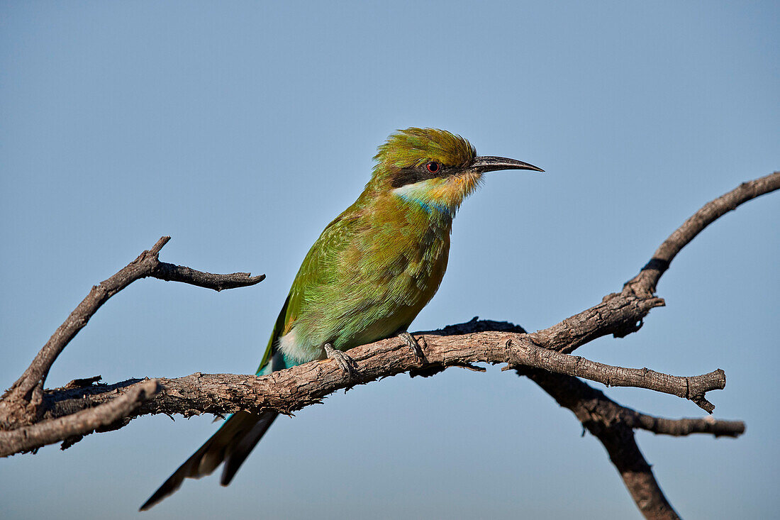 Swallow-tailed bee-eater (Merops hirundineus), Kgalagadi Transfrontier Park, South Africa, Africa