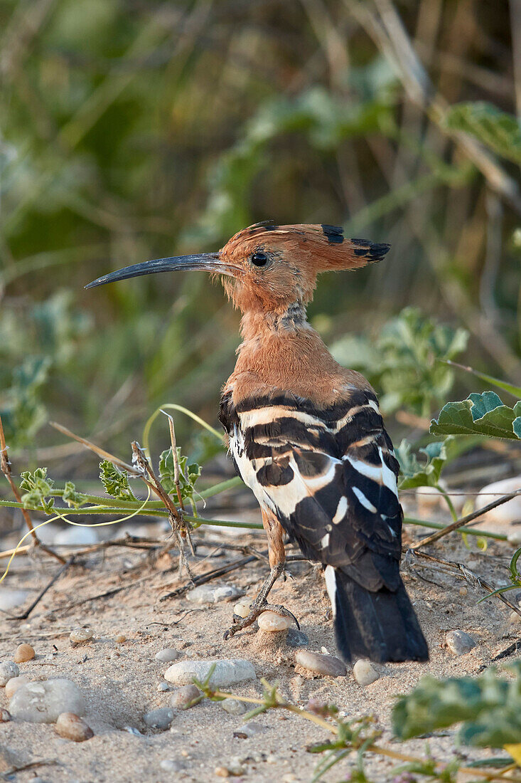 African hoopoe (Upupa africana), Kgalagadi Transfrontier Park, South Africa, Africa