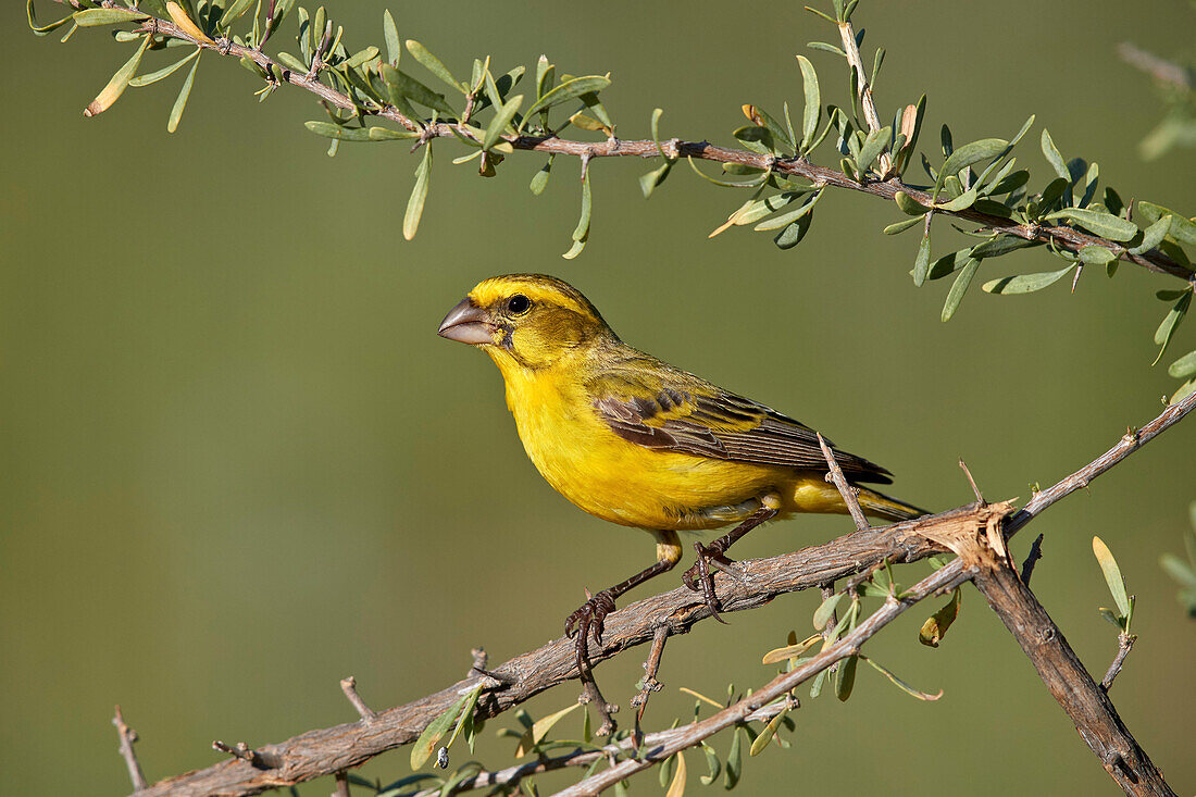 Yellow canary (Crithagra flaviventris), male, Kgalagadi Transfrontier Park, South Africa, Africa