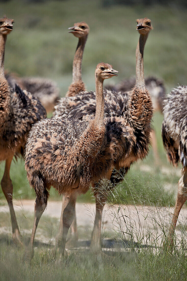 Immature common ostrich (Struthio camelus), Kgalagadi Transfrontier Park, South Africa, Africa