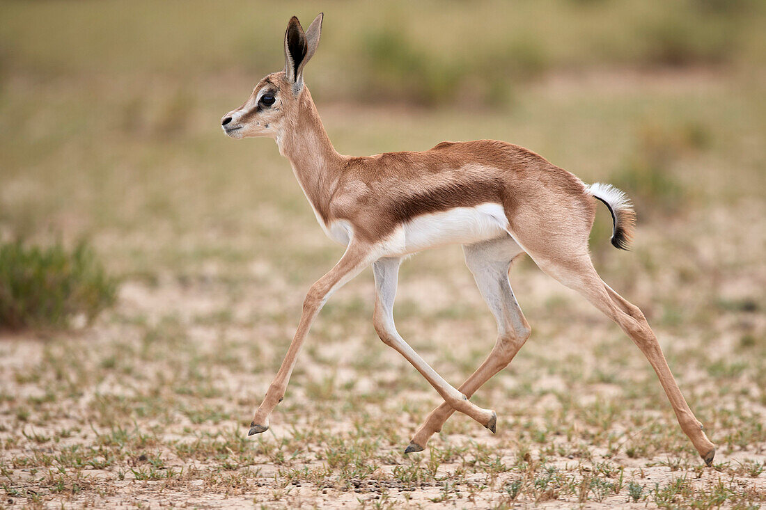 Springbok (Antidorcas marsupialis) calf running, Kgalagadi Transfrontier Park, South Africa, Africa