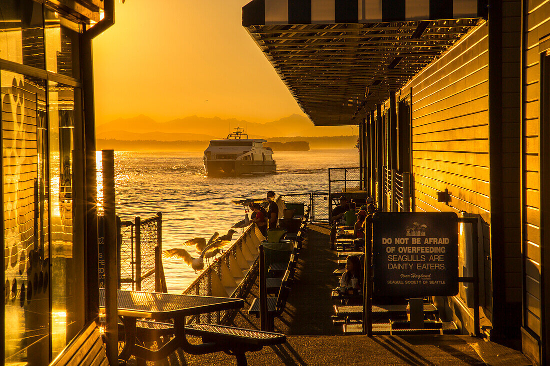 Bainbridge Ferry and seagulls on Pier 54 during the golden hour before sunset, Alaskan Way, Downtown, Seattle, Washington State, United States of America, North America
