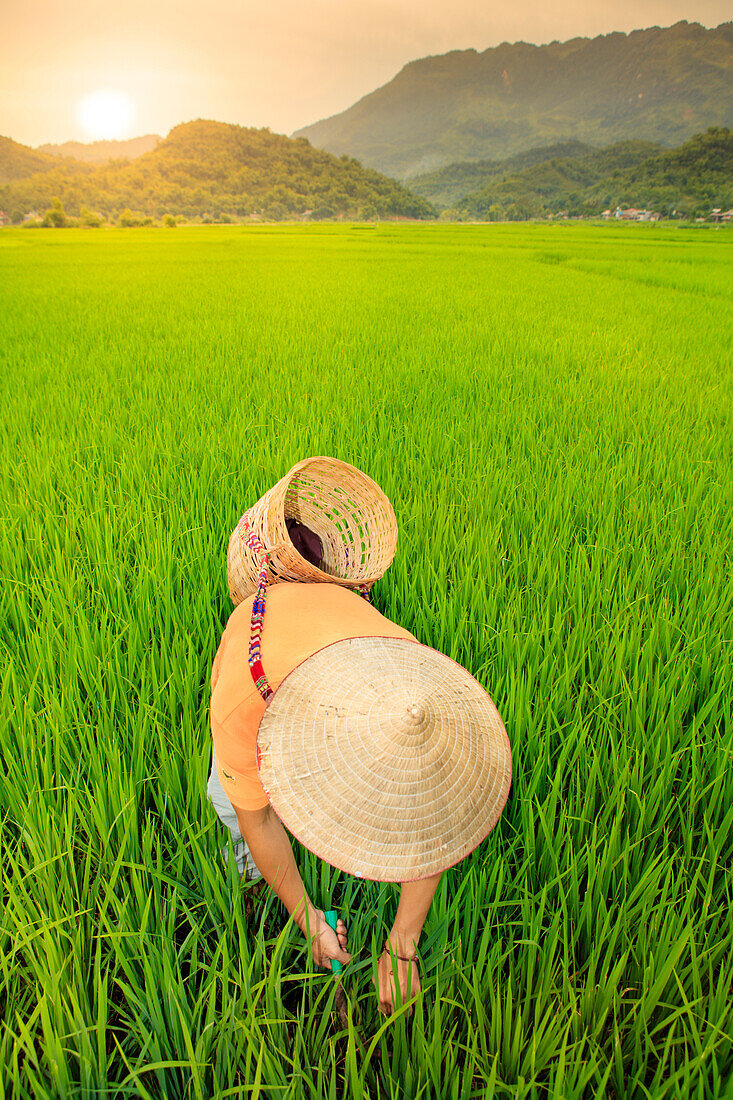 Farmer wearing a conical hat in rice fields, Mai Chau, Hoa Binh, Vietnam, Indochina, Southeast Asia, Asia