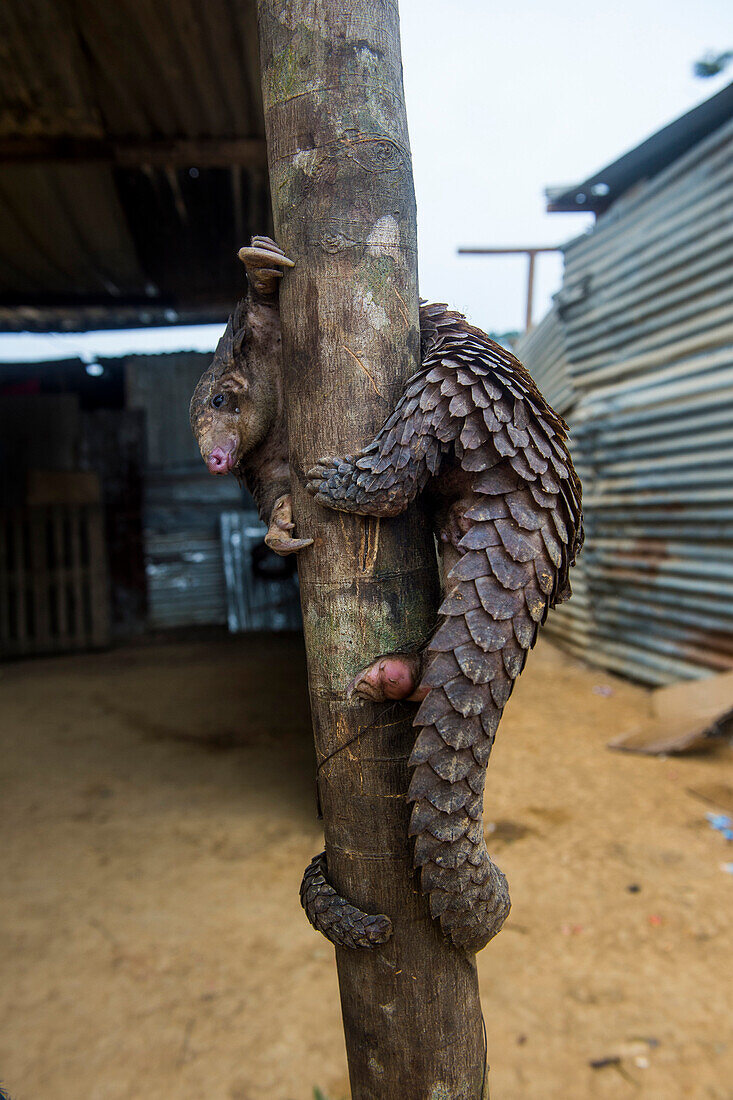 Pangolin (Pholidota) captured and for sale along a highway in Kwanza Norte, Angola, Africa