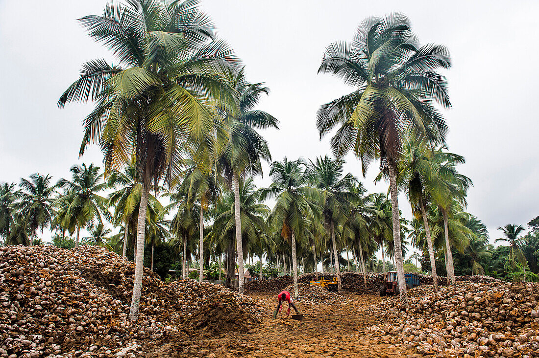 Coconut farm in Assinie, Ivory Coast, West Africa, Africa