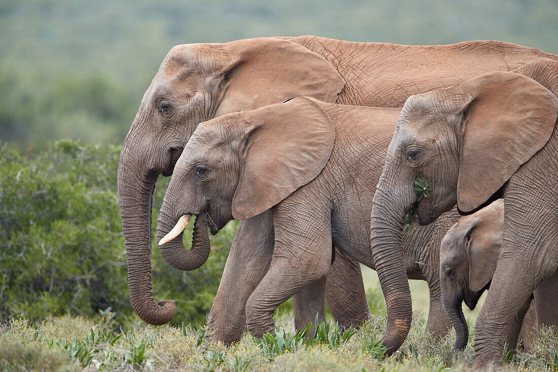 African Elephant (Loxodonta africana) group, Addo Elephant National Park, South Africa, Africa