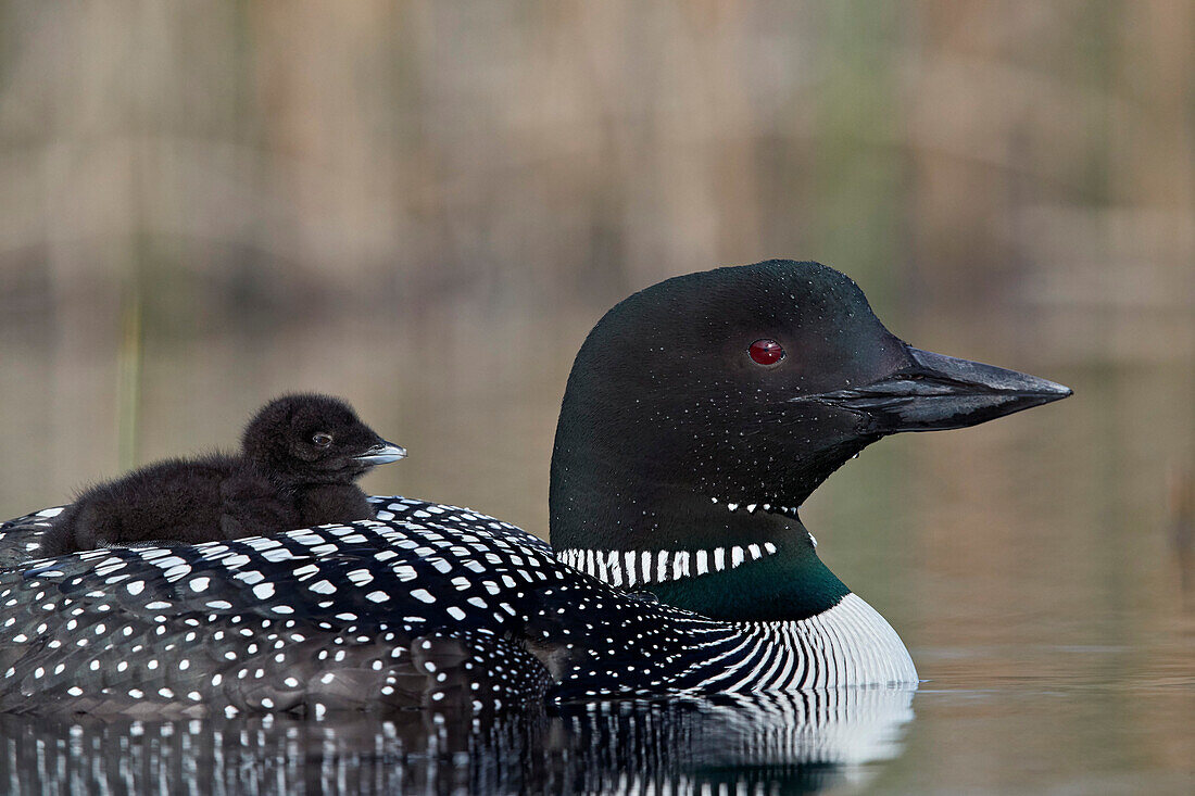 Common Loon (Gavia immer) adult with a chick on its back, Lac Le Jeune Provincial Park, British Columbia, Canada, North America