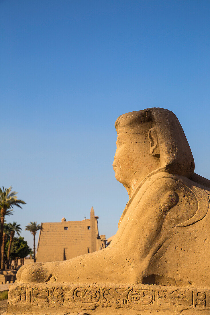 Avenue of Sphinxes, Luxor Temple, UNESCO World Heritage Site, Luxor, Egypt, North Africa, Africa