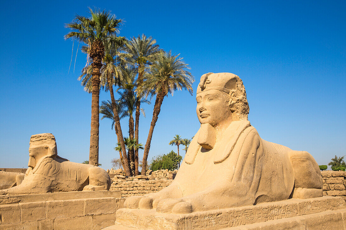 Avenue of Sphinxes, Luxor Temple, UNESCO World Heritage Site, Luxor, Egypt, North Africa, Africa