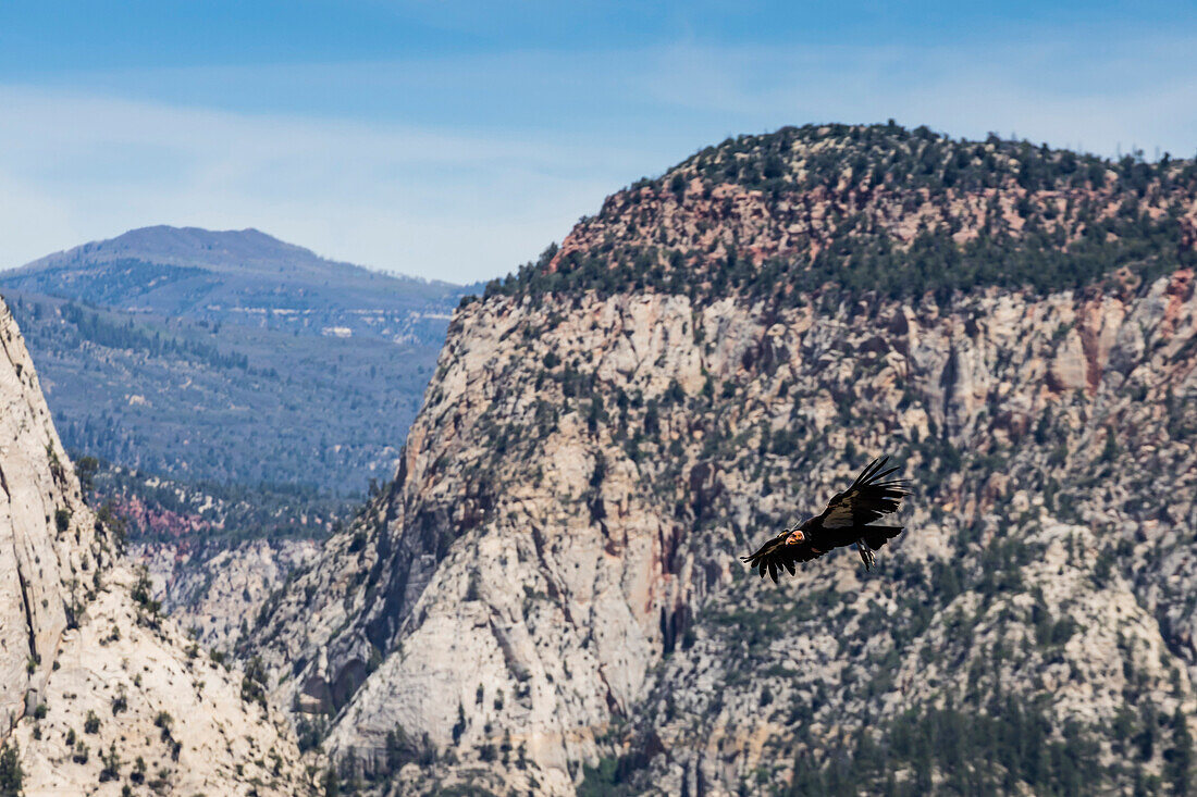 An adult California condor in flight on Angel's Landing Trail in Zion National Park, Utah, United States of America, North America