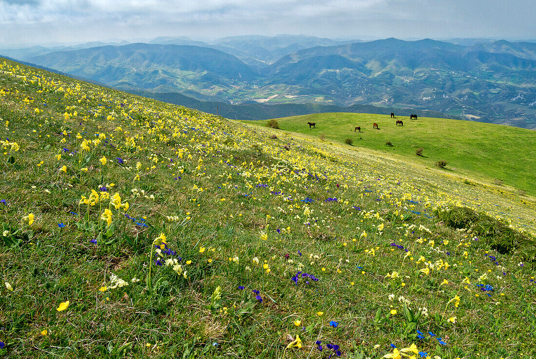 Wild flowers in bloom and horses, Mountain Acuto, Apennines, Umbria, Italy, Europe
