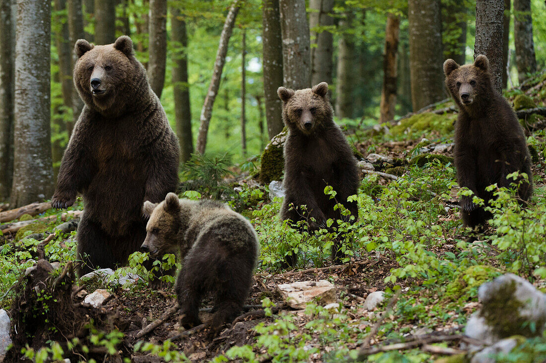 European brown bears (Ursus arctos) and cubs, Slovenia, Europe