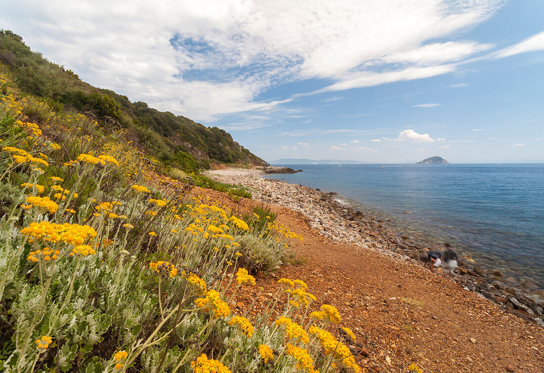 Wild flowers at Sansone Beach, Portoferraio, Elba Island, Livorno Province, Tuscany, Italy, Europe