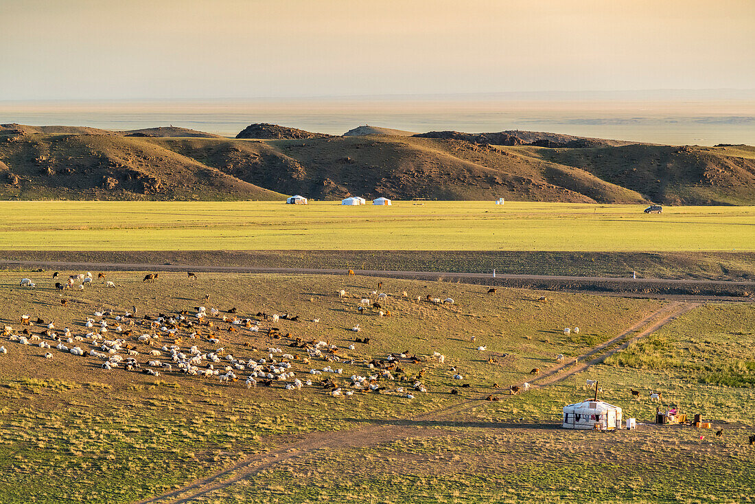 Nomadic camp and livestock, Bayandalai district, South Gobi province, Mongolia, Central Asia, Asia