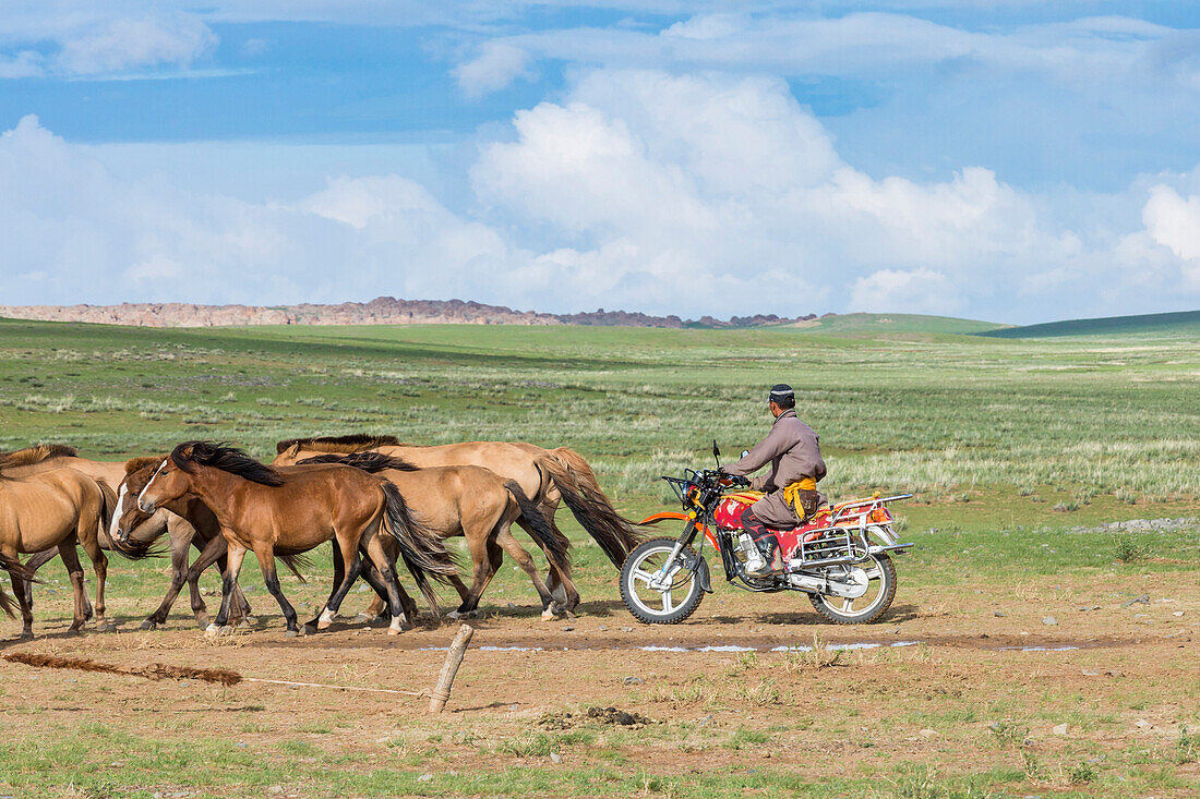 Mongolian nomadic man on motorbike gathering horses, Middle Gobi province, Mongolia, Central Asia, Asia