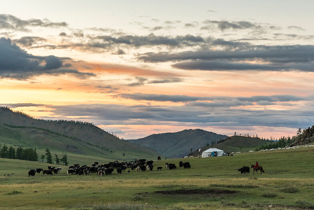 Shepherd on horse rounding up yaks at sunset, Burentogtokh district, Hovsgol province, Mongolia, Central Asia, Asia