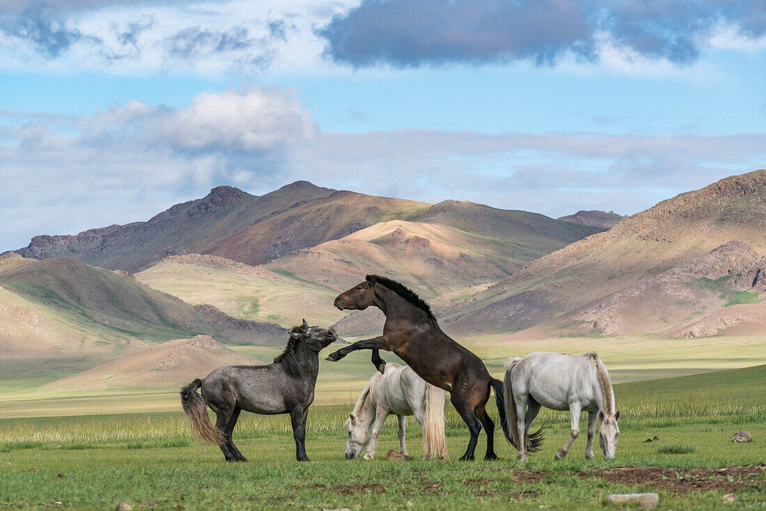 Wild horses playing and grazing and Khangai mountains in the background, Hovsgol province, Mongolia, Central Asia, Asia