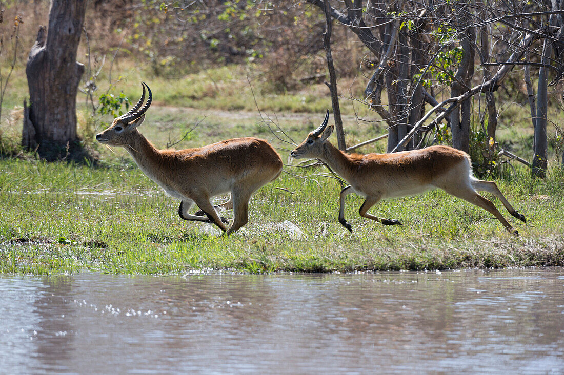Red lechwe (Kobus leche leche), Khwai Conservation Area, Okavango Delta, Botswana, Africa
