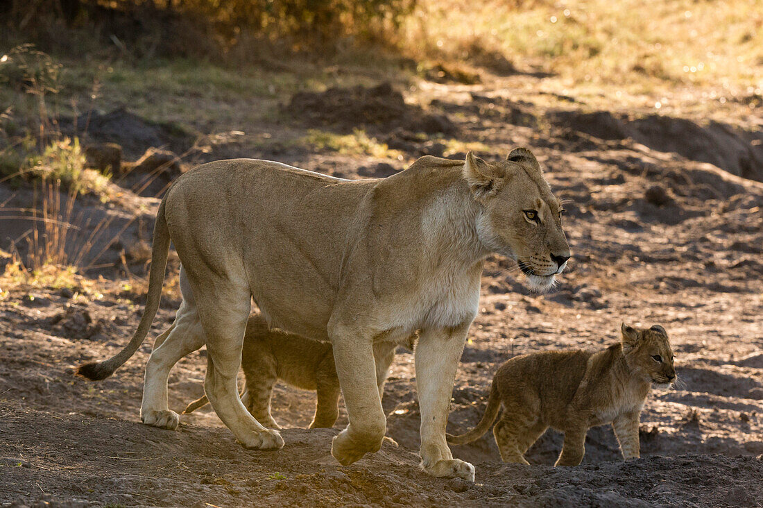A lioness (Panthera leo) walking with its cubs, Botswana, Africa