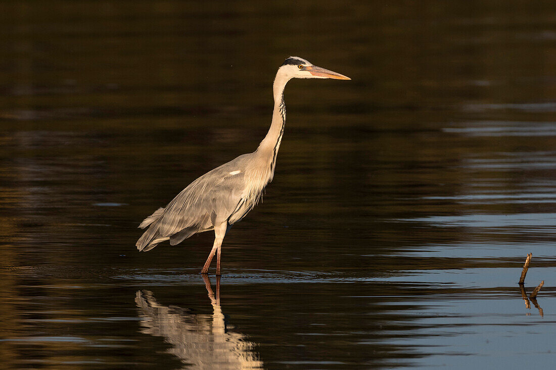 A grey heron (Ardea cinerea) in the River Khwai, Botswana, Africa